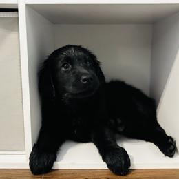 Flat-Coated Retriever Puppies from Flatline Flat-Coated Retrievers