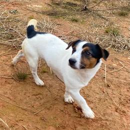 Buck - Jack Russell Terrier