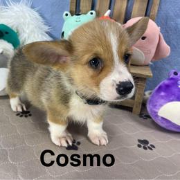 Cosmo - Sable male Pembroke Welsh Corgi puppy in Apison, Tennessee from Ashmore Corgis