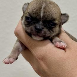 Girl 1 - Fawn female Chihuahua puppy in Spring Hill, Florida from Stardom Chihuahuas & CKCS