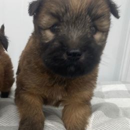 Otis - Wheaten male Soft Coated Wheaten Terrier puppy in Nokomis, Illinois from Windhill Wheatens