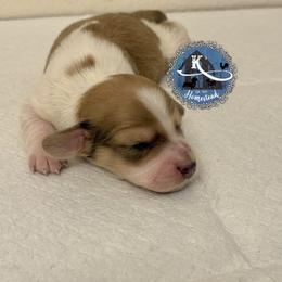 Cider - Piebald male Dachshund puppy in Clearlake Oaks, California from K’s Homestead