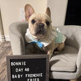 Bonnie - French Bulldog