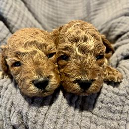Cavapoo, Cockapoo, Goldendoodle, and Maltipoo Puppies from Perdue Puppies