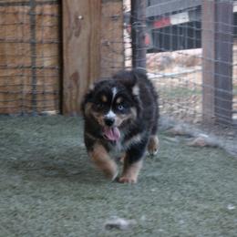 Pegasus - Black tri-color female Australian Shepherd puppy in Sonoita, Arizona from Gardner Canyon Kennels