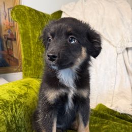 Dax - Black tri male Miniature American Shepherd puppy in Eugene, Oregon from AKC Emerald Valley Minis