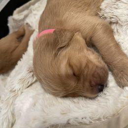 Golden Retriever Puppies from Tradershire Goldens