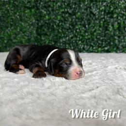 White girl - Tri-color female Bernedoodle puppy in Modesto, California from Two Doods Doodles