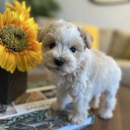 Kimberly (Pink) Poppy - Parti female Miniature Schnauzer puppy in Menifee, California from Moonshine’s Minis