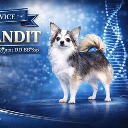 Chihuahua puppies from BZB Frenchies, Griffs & Long hair Chihuahuas