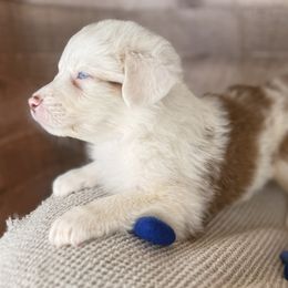 Lucy Fur-tail,blue eyes likely - Red merle female Australian Shepherd puppy in Penrose, Colorado from Best Friend Aussies