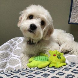 Cavalier King Charles Spaniel, Cavaton, and Coton de Tulear All Grown Up from Lakeshore Cavatons