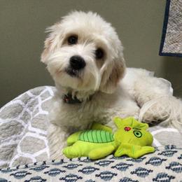 Cavalier King Charles Spaniel, Cavaton, and Coton de Tulear All Grown Up from Lakeshore Cavatons