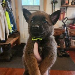 Wasabi - Sable male German Shepherd puppy in Hope, Idaho from Fyrestorm Shepherds