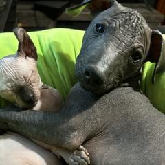 Goldendoodles and Poodles from Wonderland Kennel