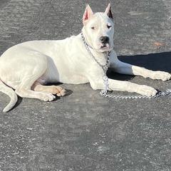 Dogo Argentino Puppies from Northern Legacy Dogos