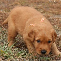 Riley's Orange Boy - Golden male Golden Retriever puppy in Idaho Falls, Idaho from Once Upon A Dream Kennels