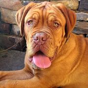 Dogues de Bordeaux from Le Chien Rouge