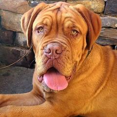 Dogues de Bordeaux from Le Chien Rouge