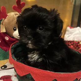 Shih Tzus from Shih Tzu Breeder