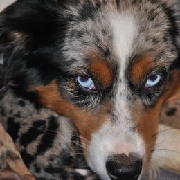 Miniature American Shepherd and Toy Australian Shepherd Puppies from Roeboat Aussies