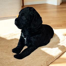 Elliott - Black male Cockapoo puppy in Marietta, South Carolina from River Falls Cockapoos