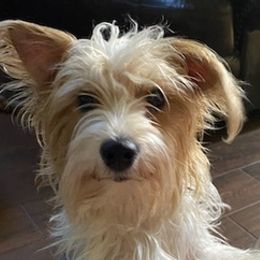 Yorkshire Terriers from Wood's Yorkies