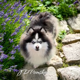Reese - Pomsky