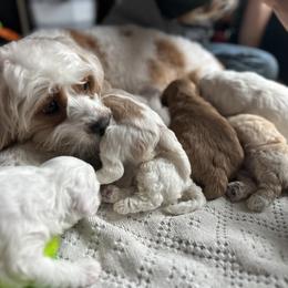 Cavapoo Puppies from The Little Park Farm