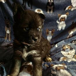 Viper - Agouti and white male Siberian Husky puppy in Urbana, Ohio from Fairhaven's Siberian Huskies