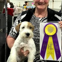 Border Collie and Russell Terrier All Grown Up from Bon-Clyde