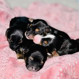 Aussiedoodle and Yorkipoo Puppies from Praised Pooches
