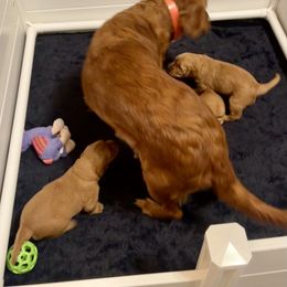 Golden Retriever and Labrador Retriever Puppies from All Around Retrievers LLC