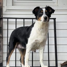 Nessie - Miniature Australian Shepherd