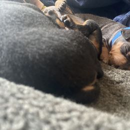 American Hairless Terrier Puppies from OakSahara