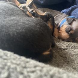 American Hairless Terrier Puppies from OakSahara