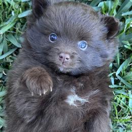 Pomeranian Puppies from Cece’s Perfect Poms