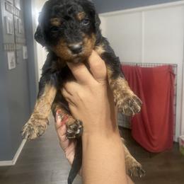Aussiedoodle, Bernedoodle, Goldendoodle, and Poodle Puppies from Vallevistadoodles