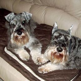 Miniature Schnauzer All Grown Up from Crown Point Miniature Schnauzers