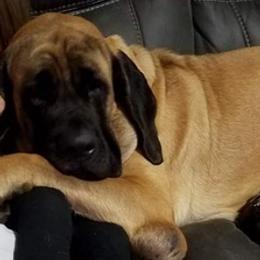 Mastiffs from Earth Shaking Mastiffs