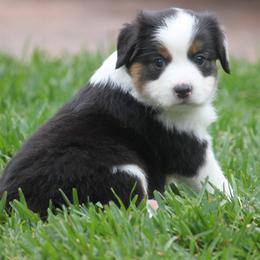 Toffee - Black tri male Miniature American Shepherd puppy in South El Monte, California from Red Moon Mini Aussies