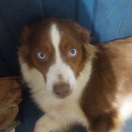 Mater - Miniature Australian Shepherd