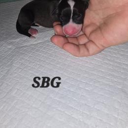 Small Blaze Girl - Seal female Italian Greyhound puppy in Frostproof, Florida from Quality Italian Greyhounds