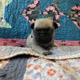 Male fawn 1 - Fawn male Pug puppy in Hanover, Virginia from Pure Pugs