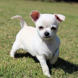 Cali - Cream female Chihuahua puppy in Forsyth, Georgia from Brooks Grove Canines LLC