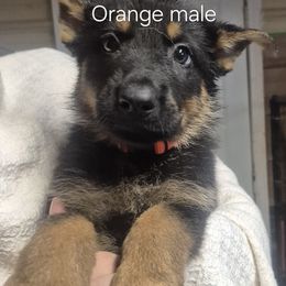 Orange collar - Black and tan male German Shepherd puppy in Murray, Kentucky from Froschwald German Shepherds and Xanadu Teddy Roosevelt Terriers
