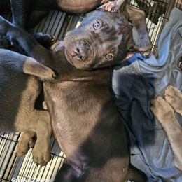 Boy 2 - Black male Cane Corso puppy in Dunnellon, Florida from Touch of Spice Kennels