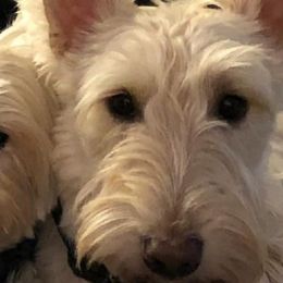 Scottish Terriers from Lynn's Scottish Terriers