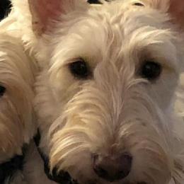 Scottish Terriers from Lynn's Scottish Terriers