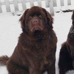 Newfoundlands from Blitz E & E Newfoundlands
